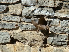 Northern rough winged swallow nest building