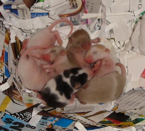 Nine day old mice