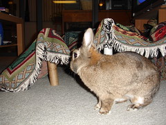rabbit fort