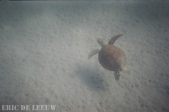 2004-05-25 160 Green Sea Turtle, Great Keppel Island, Queensland 