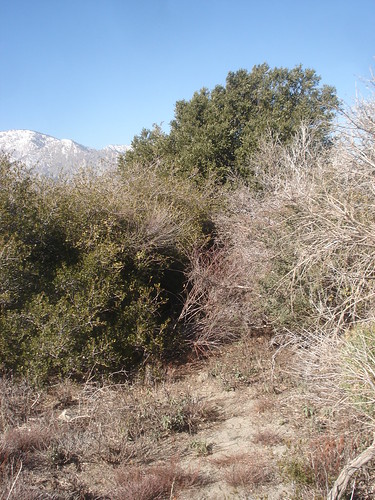 Old overgrown Road leading to Summit