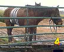 Kinship Circle - 2008-02-08 - Help Animals Displaced In Tennessee Tornadoes 06 by smiteme