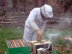 Installing new bees