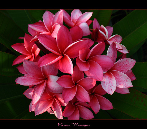 Hawaiian Flowers Background. Hawaiian Flowers - The