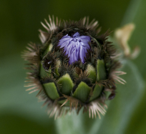 Thistle Bud - Copyright R.Weal 2011