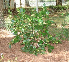 Daikagura variegated camellia