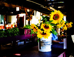 bucket o' sunflowers