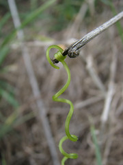 Twig and tendril