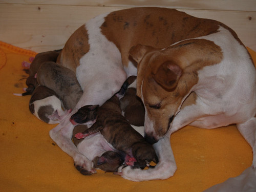 Animagi Welpen (Whippet) / puppys; 1 day old