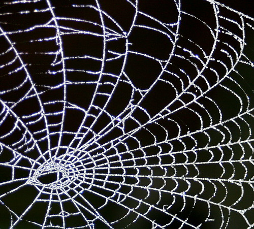 Frosty Morning Web