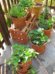 container garden on the patio by thomas pix on Flickr