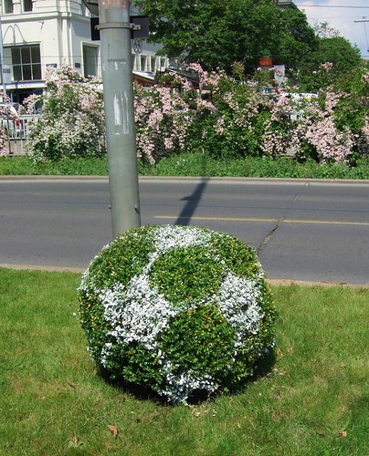 soccer ball bush