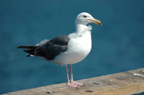 seagull in venice beach california
