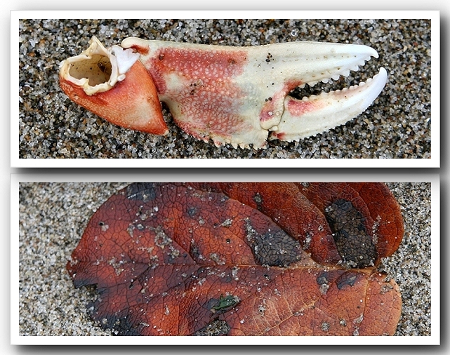 What I saw at The Beach - A Claw and A Leaf