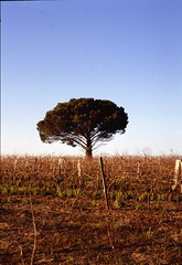 A tree in Gascony