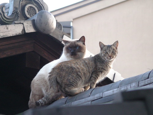 屋根の上の猫たち