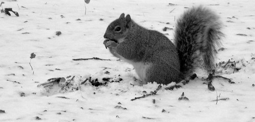 Squirrel eating the pinecon in the snow