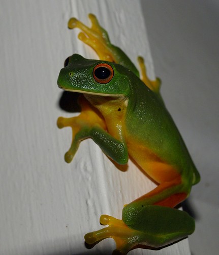 Orange Tree Frog. Orange-thighed Tree Frog. Its raining and blowing a gale outside tonight and I found a frog on my house. This was taken with the Olympus with a flash and