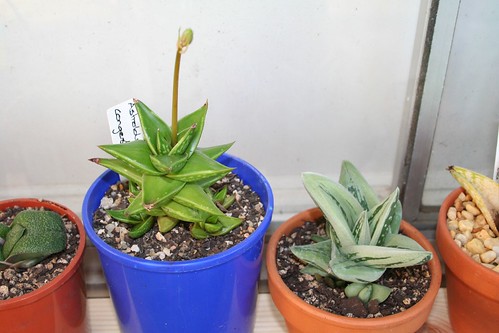 Astroloba congesta & Gasteraloe 'green ice' by stutters