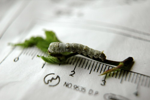 カイコ silkworm