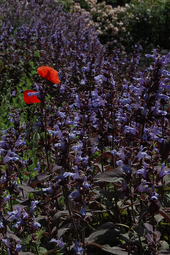 Salvia officinalis "Purpurascens"