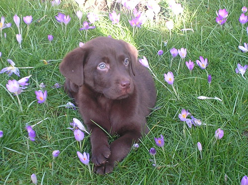  chocolate lab puppy - Cleo