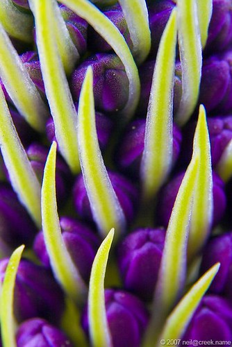 Purple and Yellow Flower Macro