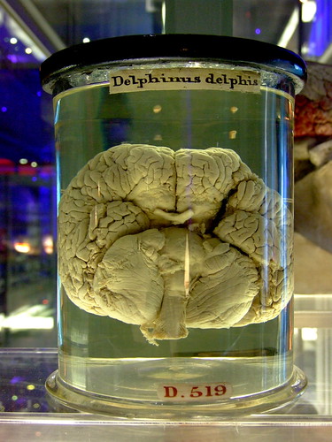 Dolphin brain in a jar