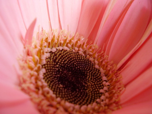 粉红菊。 by wormy lau.