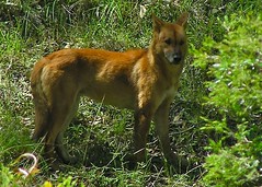 Dingo in the Wild