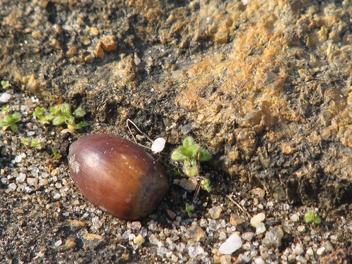 acorn along the road
