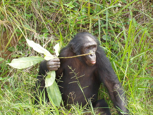 bonobo looking wise