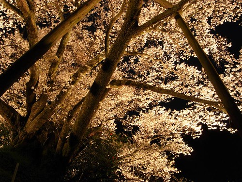 仏隆寺（千年桜）ライトアップ-06