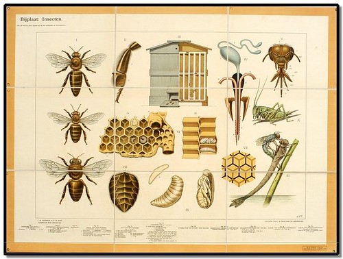 Bees - Zoological Wallcharts 1900-1950