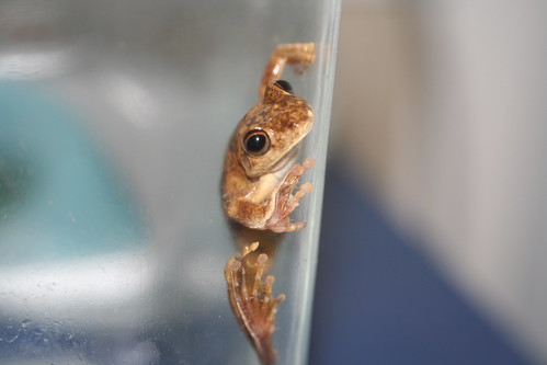 Frog in Jar
