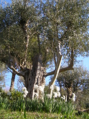 20080208 - friday olive tree blogging