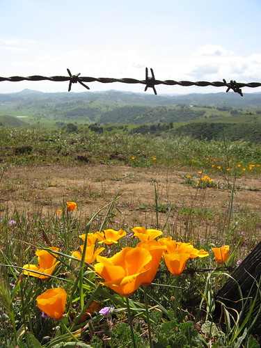 Poppies and barbed wire