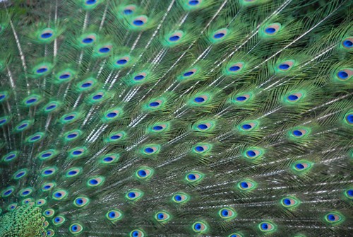 Peacock feathers, fully extended