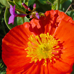 Orange poppy caressed (8) macro