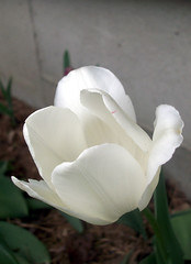 Tulips_5709b