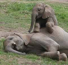 Baby elephant Impunga sits up _n his big brother Vus'musi, they are best friends.