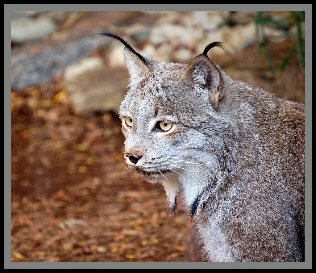 Canadian Lynx.
