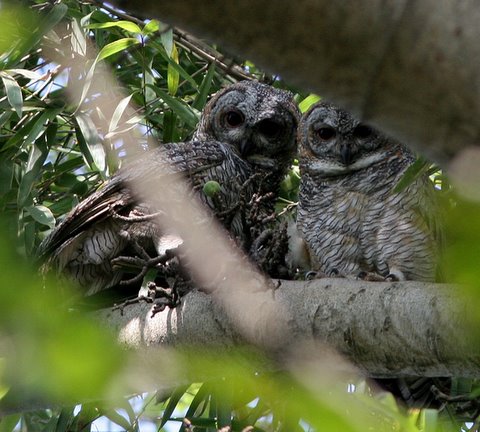 Two Mottled Wood Owls framed by branches