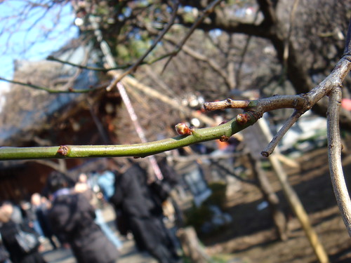 Yushima plum buds