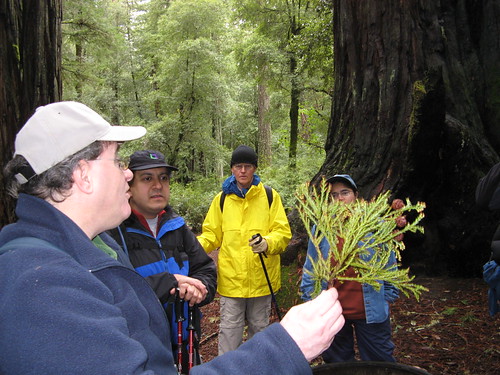Dave the Docent on redwood reproduction