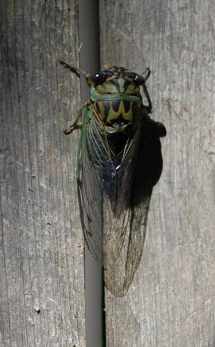 Dog-day cicada - Tibicen canicularis