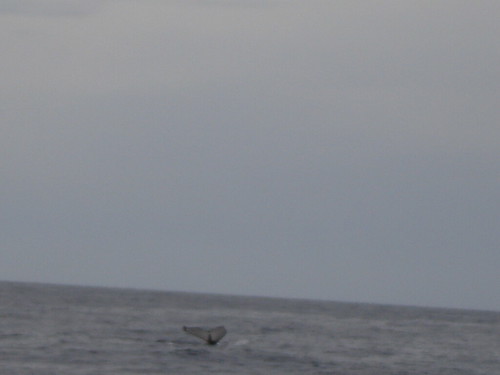 Humpback Whale (1)