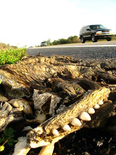 Alligator roadkill near Gatorama, Palmdale, Florida, USA