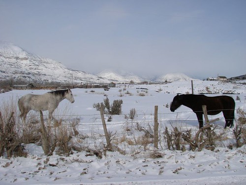 Frozen horses