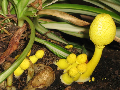 yellow shrooms (4)